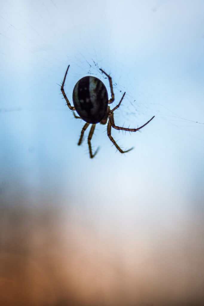 Close-Up Spider Wallpaper: Cobweb Against Blurred Blue & Beige Background