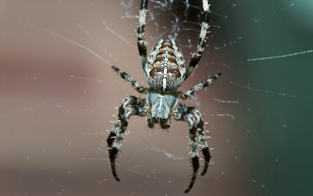 Close-Up Spider Wallpaper: Intricate Patterns on Web Background