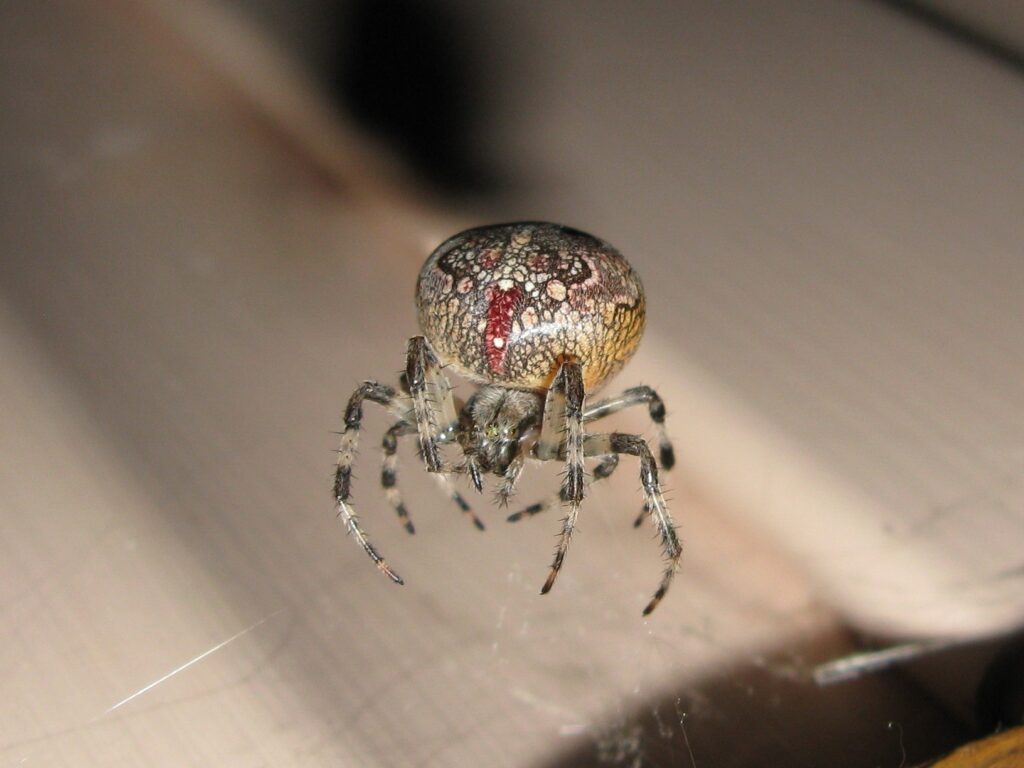Close-Up Spider Wallpaper: Detailed Insect Textures & Patterns