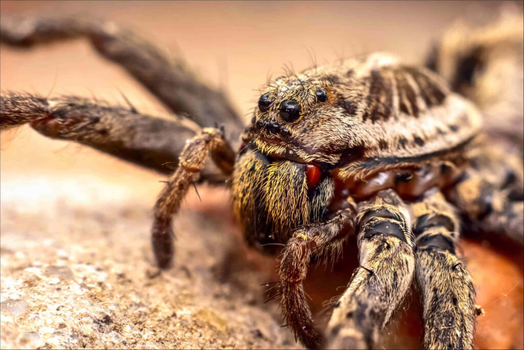 Close-Up Spider Wallpaper: Intricate Patterns on Rock Background