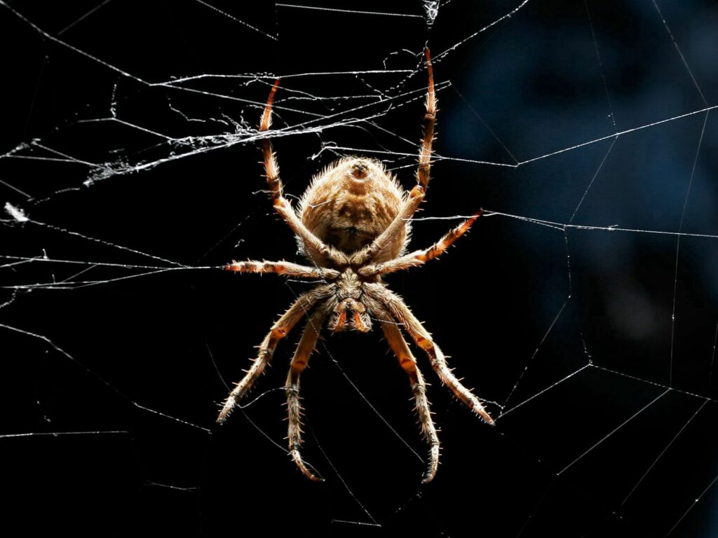 Close-Up Spider Web Wallpaper: Detailed Legs & Dramatic Spotlight