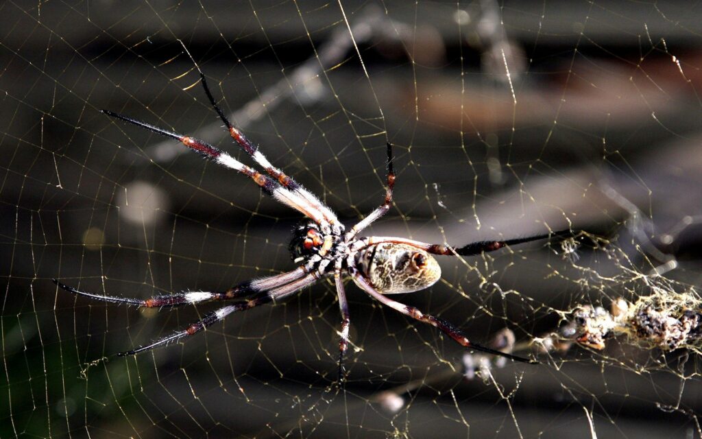 Intricate Spider Web Wallpaper: Close-Up of Spider & Details