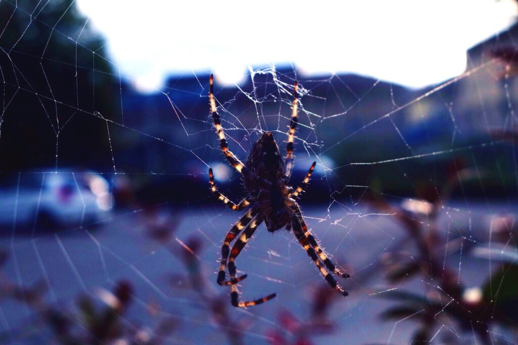 Spider on Web Wallpaper: Nature Meets Urban Blurriness