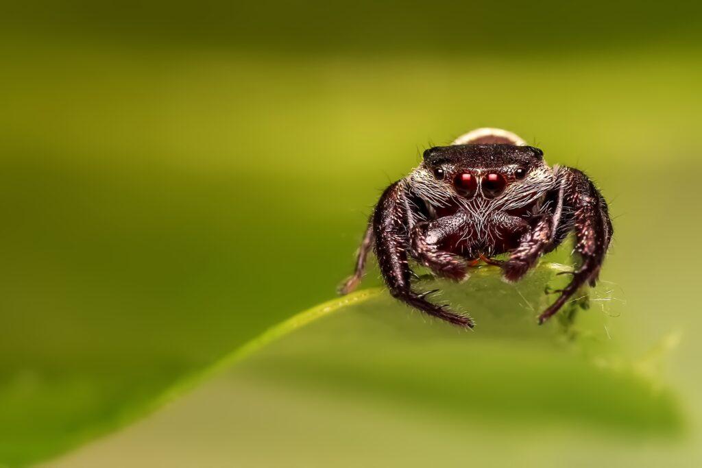 Close-Up Spider Wallpaper: Striking Red Eyes on Soft Green Background
