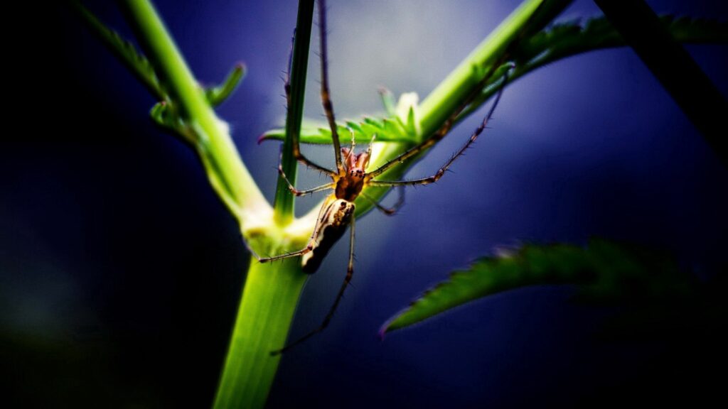 Intricate Spider Close-Up Wallpaper on Green Plant with Blue Background
