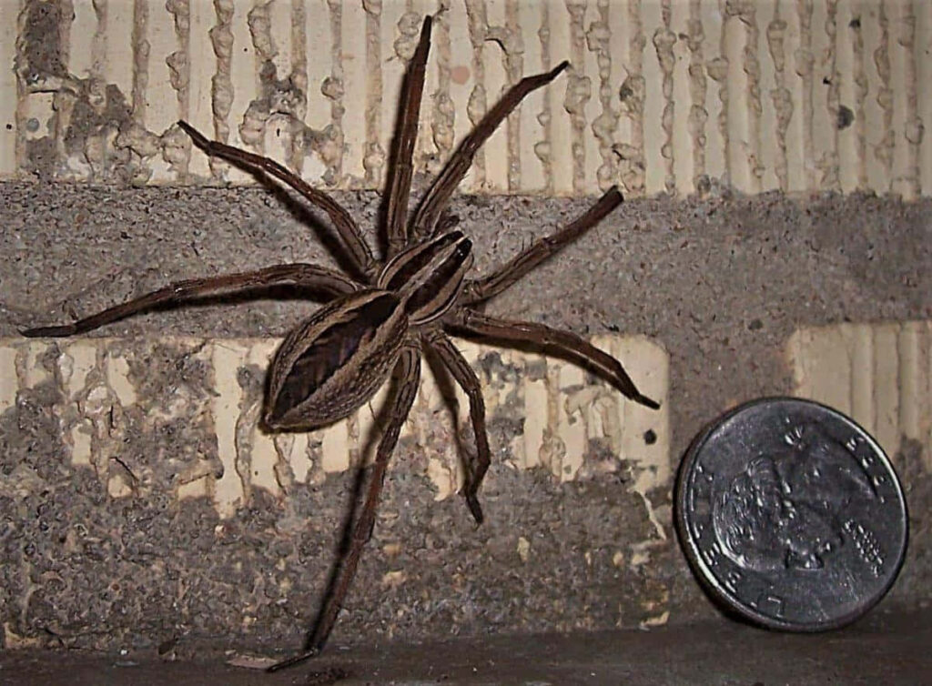 Close-Up Spider Wallpaper: Detailed Textured Brick Wall Background