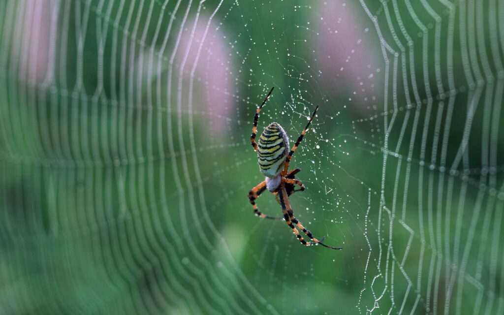 Close-Up Spider on Dewy Cobweb | Nature Wallpaper Background