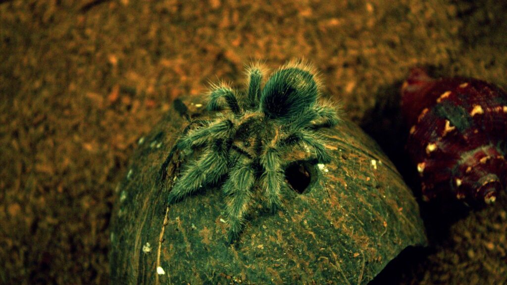 Close-Up Spider on Coconut Shell Against Earthy Background Wallpaper