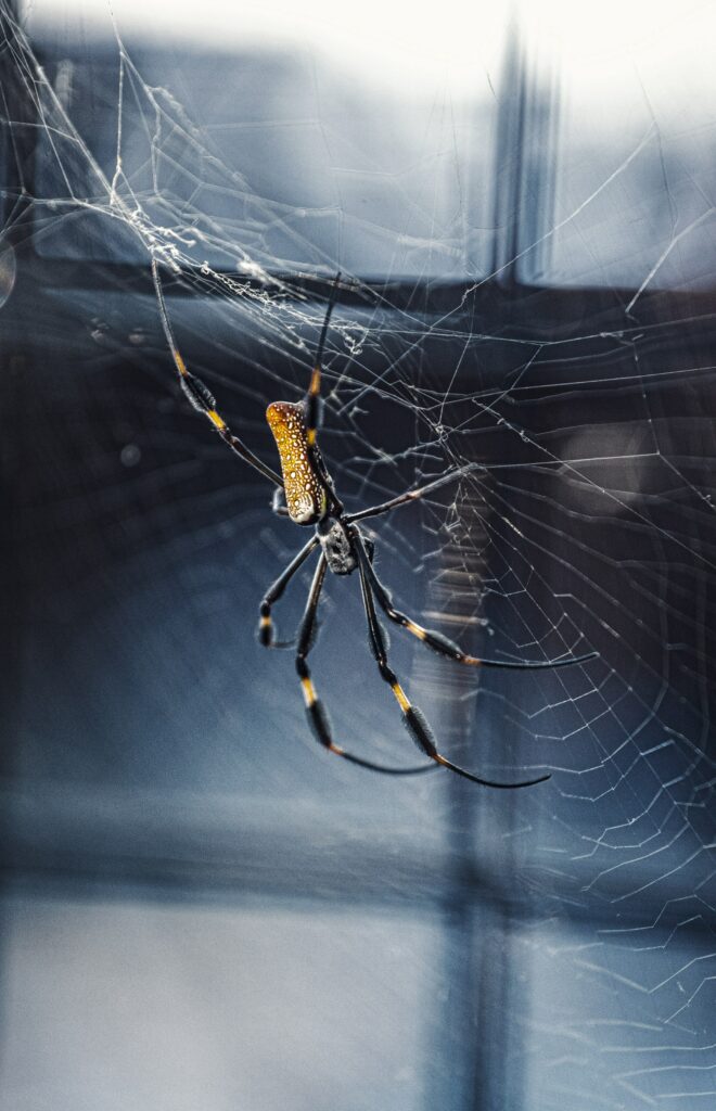 Close-Up of Spider on Intricate Web - Detailed Wallpaper Background