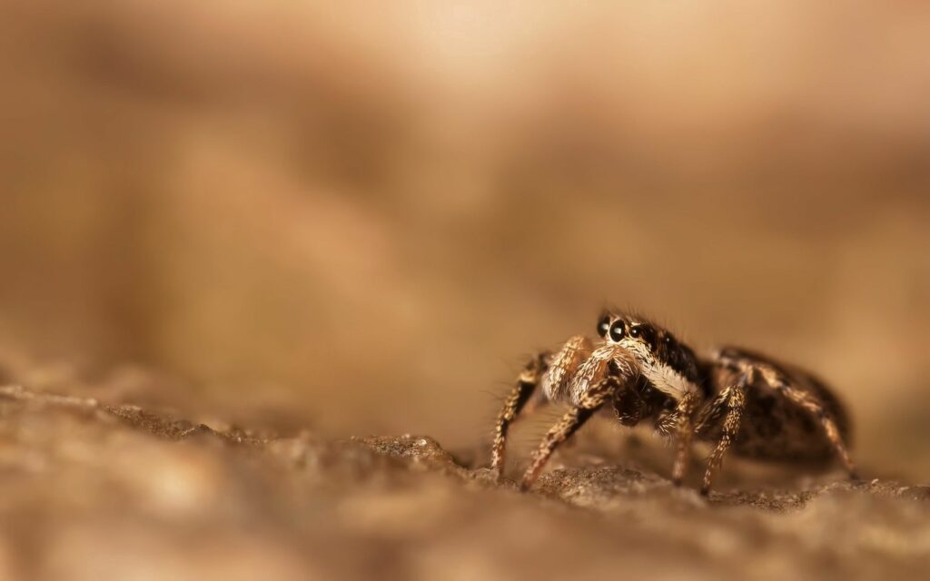 “Close-Up Spider on Textured Surface: Warm Atmosphere Wallpaper”