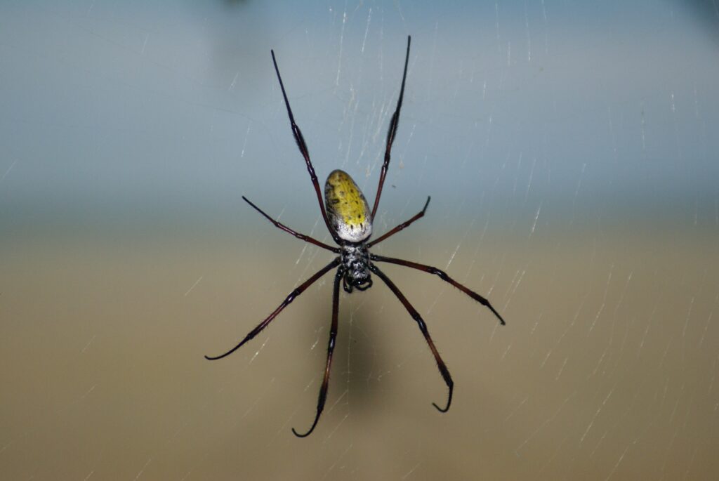 Intricate Spider Web Close-Up | Soft Blurred Wallpaper Background