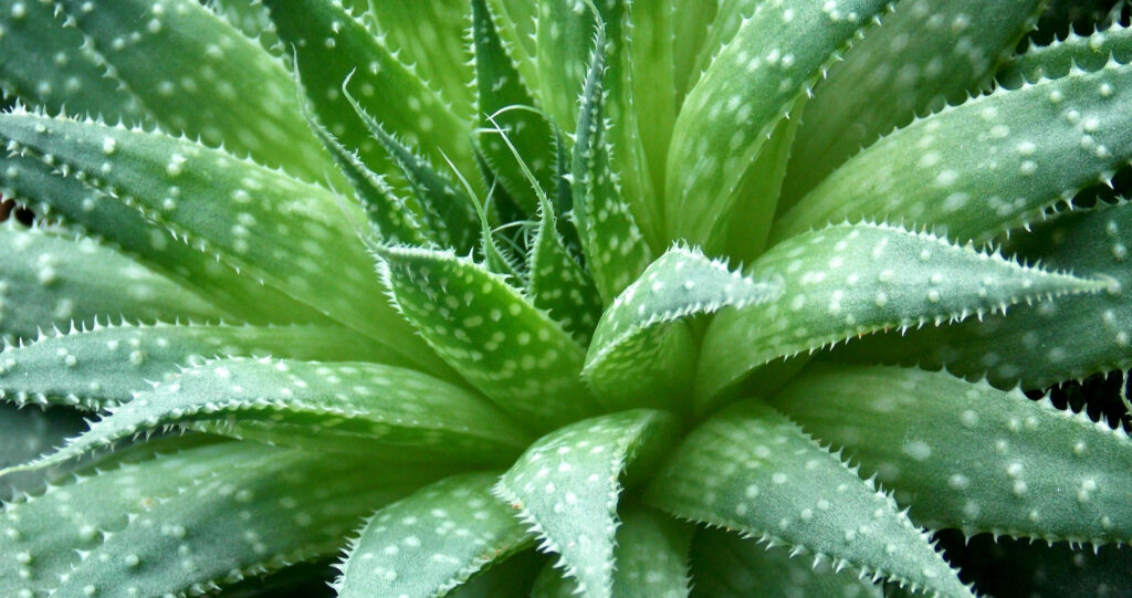 Close-up of vibrant green spiky aloe vera plant with dotted leaves natural wallpaper background