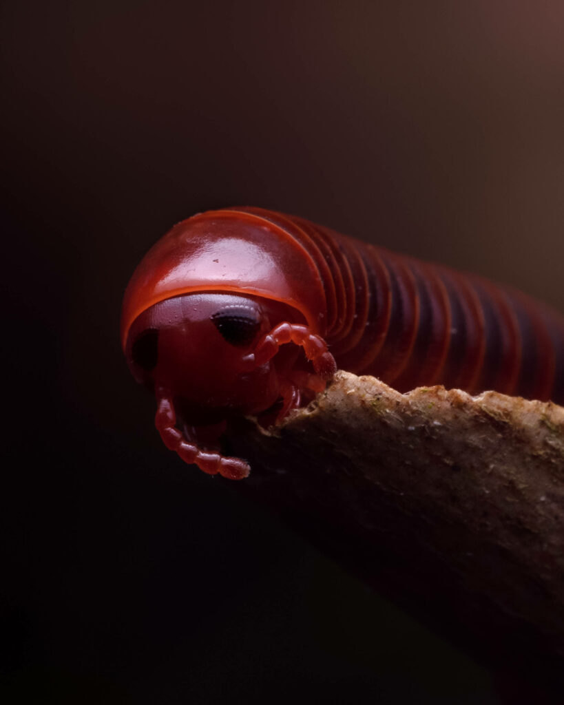 Vivid Red Spirostreptus Millipede Close-Up Wallpaper