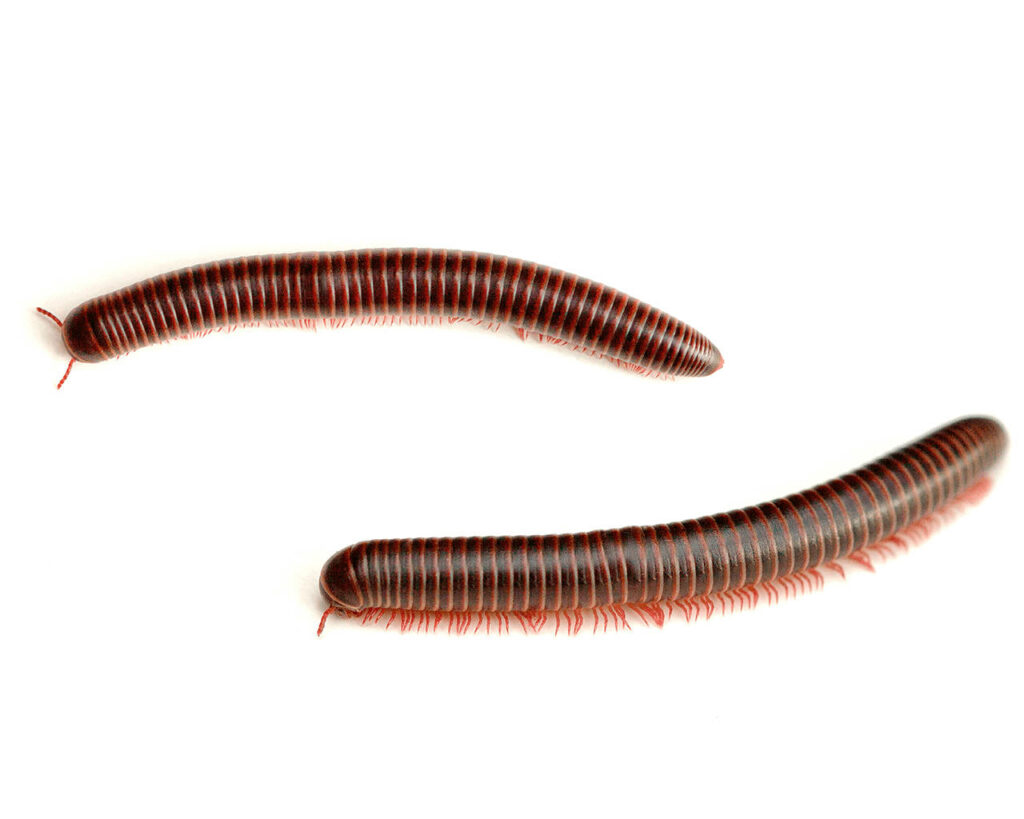 Close-Up of Spirostreptus Millipedes on White Background - Unique Textures Wallpaper