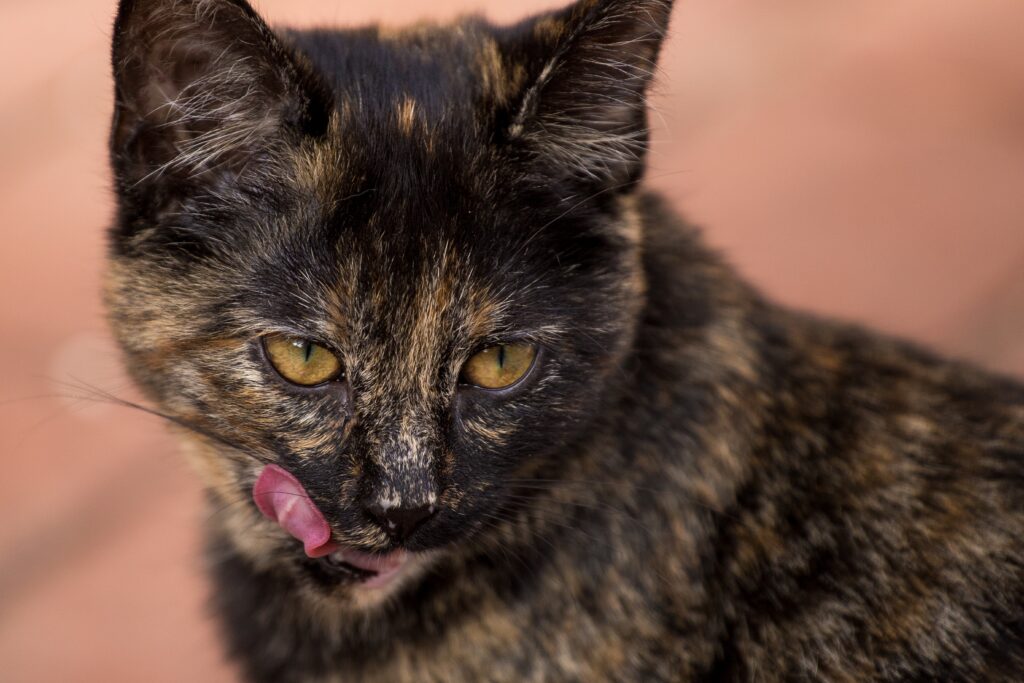 Playful Spotted Cat Wallpaper: Close-Up Muzzle Detail
