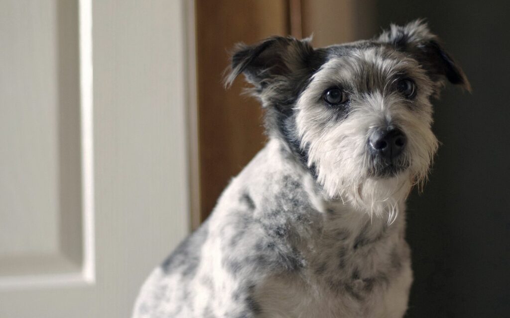 Spotted Dog Close-Up Wallpaper: Warm & Inviting Desktop Background