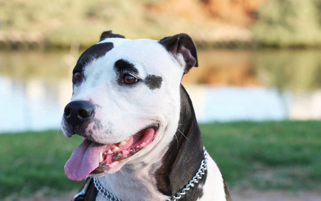 Close-Up of Spotted Dog with Striking Muzzle - Soft Blurred Background Wallpaper