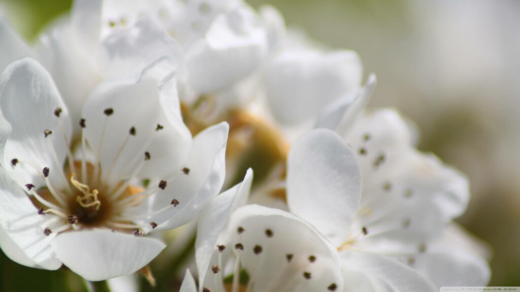 Delicate Spring Flowers Close-Up Wallpaper | Bright Background