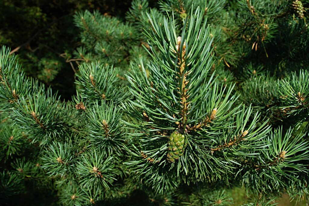 Close-up of spruce branch with sharp green needles and emerging pine cone on natural background Wallpaper