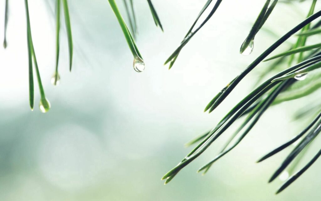 Close-Up Spruce Branch Needles with Water Droplets Wallpaper Background