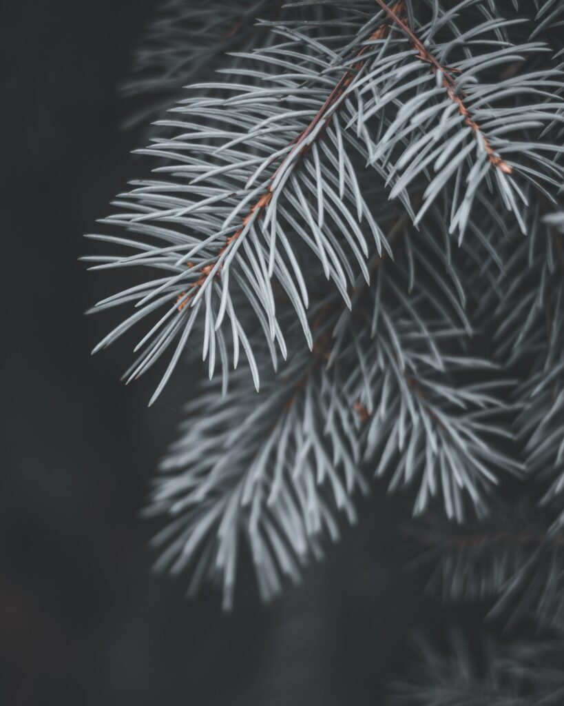 Close-Up Spruce Branch Wallpaper: Detailed Needles in Soft Natural Tones