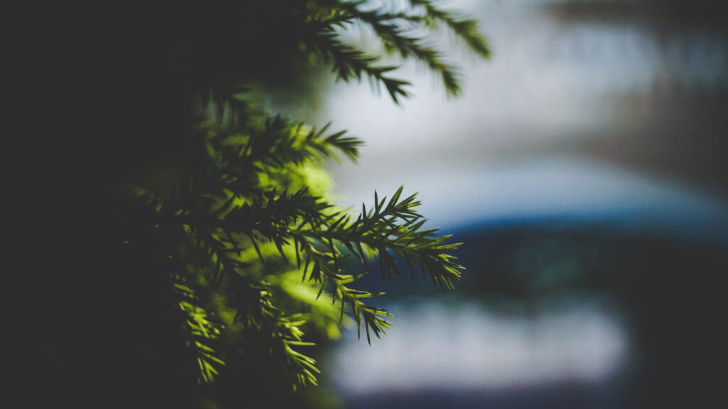Close-up of vibrant green spruce needles on branch with soft natural light and blurred background Wallpaper
