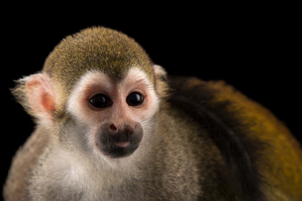 Close-Up of Squirrel Monkey: Expressive Eyes & Fur on Dark Background Wallpaper