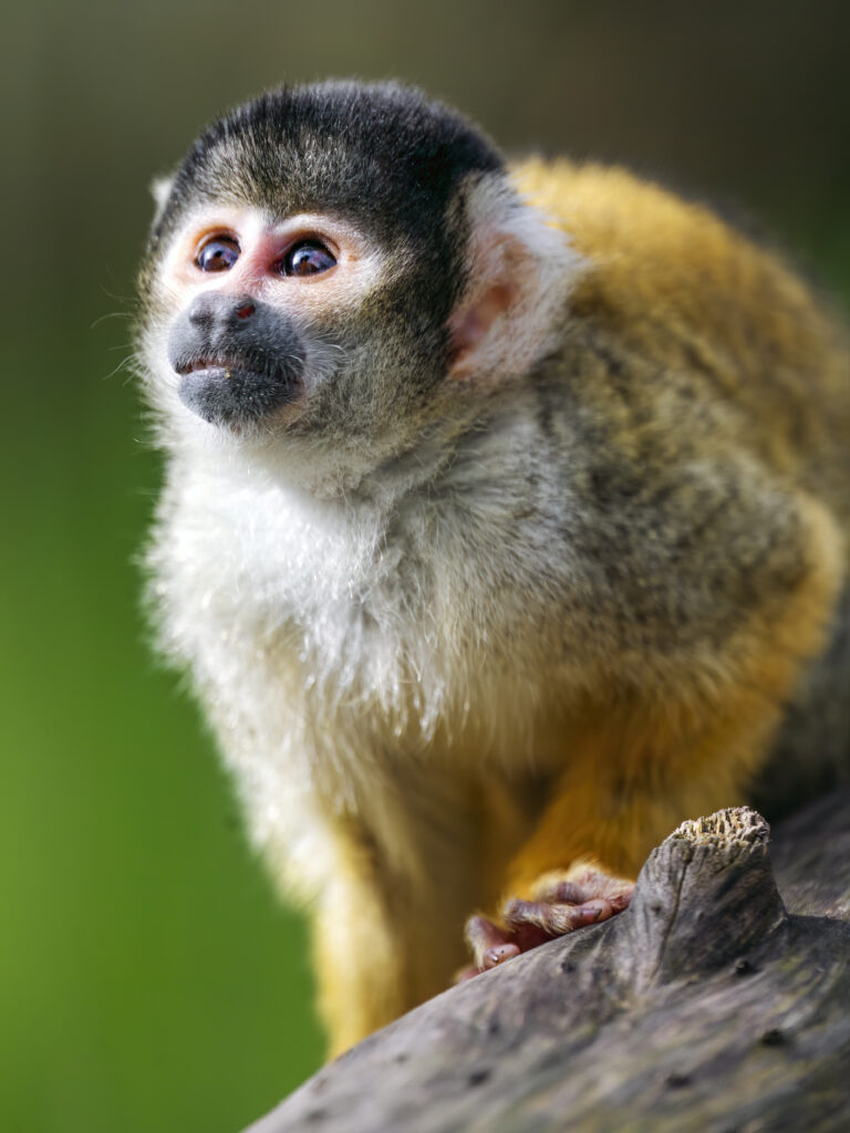 Close-Up of Squirrel Monkey in Natural Habitat: Expressive & Adorable Wallpaper