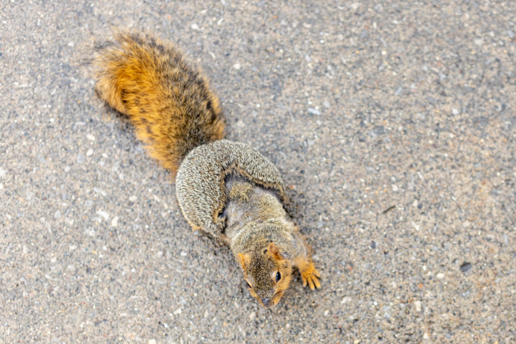 Winter-Ready Squirrel Close-Up on Textured Surface - Wallpaper Background