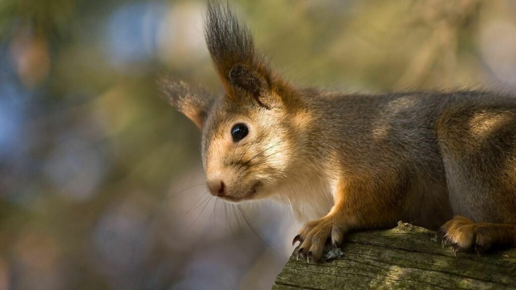 “Close-Up of Squirrel on Tree Branch - 1920x1080 Wallpaper”