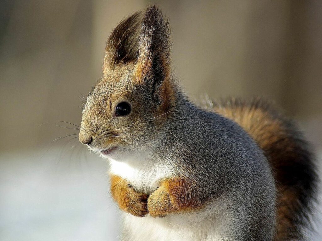Close-Up Squirrel Wallpaper: Detailed Muzzle & Furry Legs