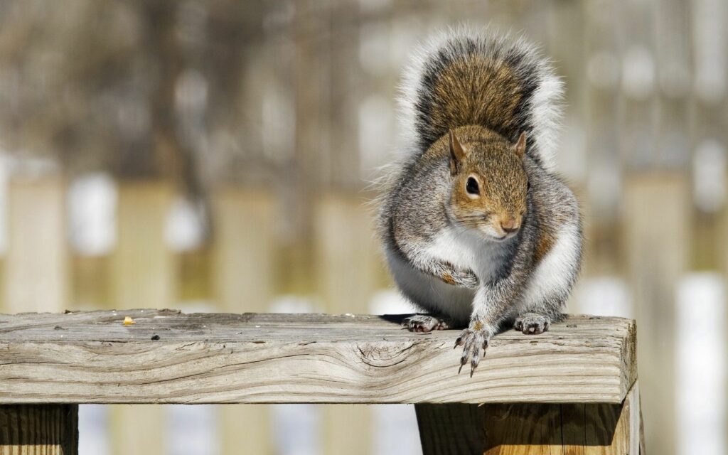 Close-Up Squirrel Wallpaper: Fluffy Tail and Curious Expression