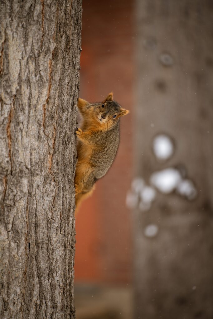 Close-Up of Agile Squirrel on Tree Bark - Nature Wallpaper