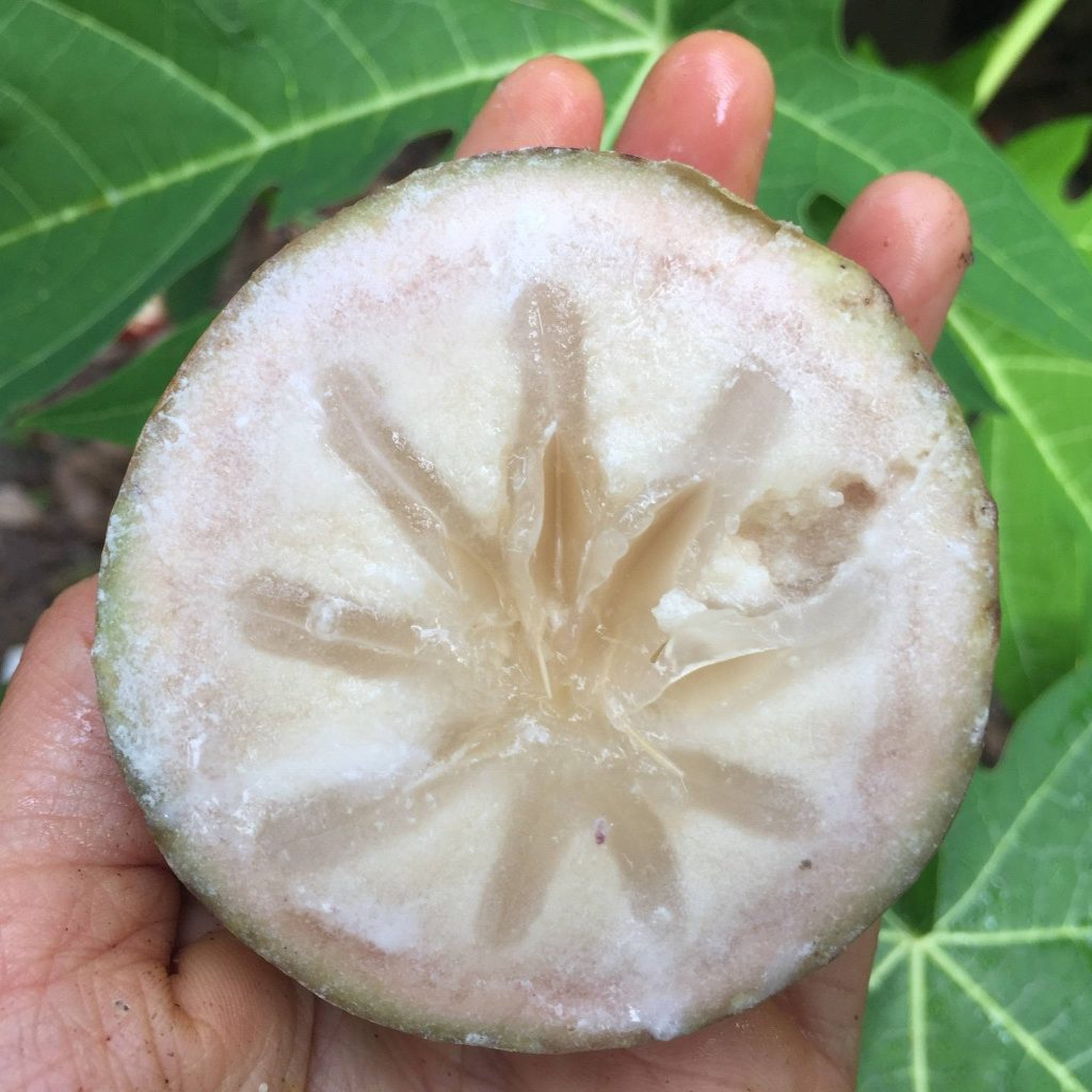 Close-up of sliced Star Apple fruit showing translucent milky flesh and star-shaped core Wallpaper