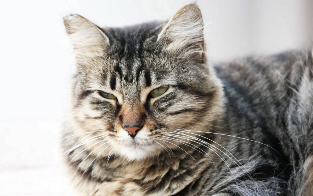 “Cozy Striped Cat Wallpaper: Close-Up of Fluffy Fur & Patterns”