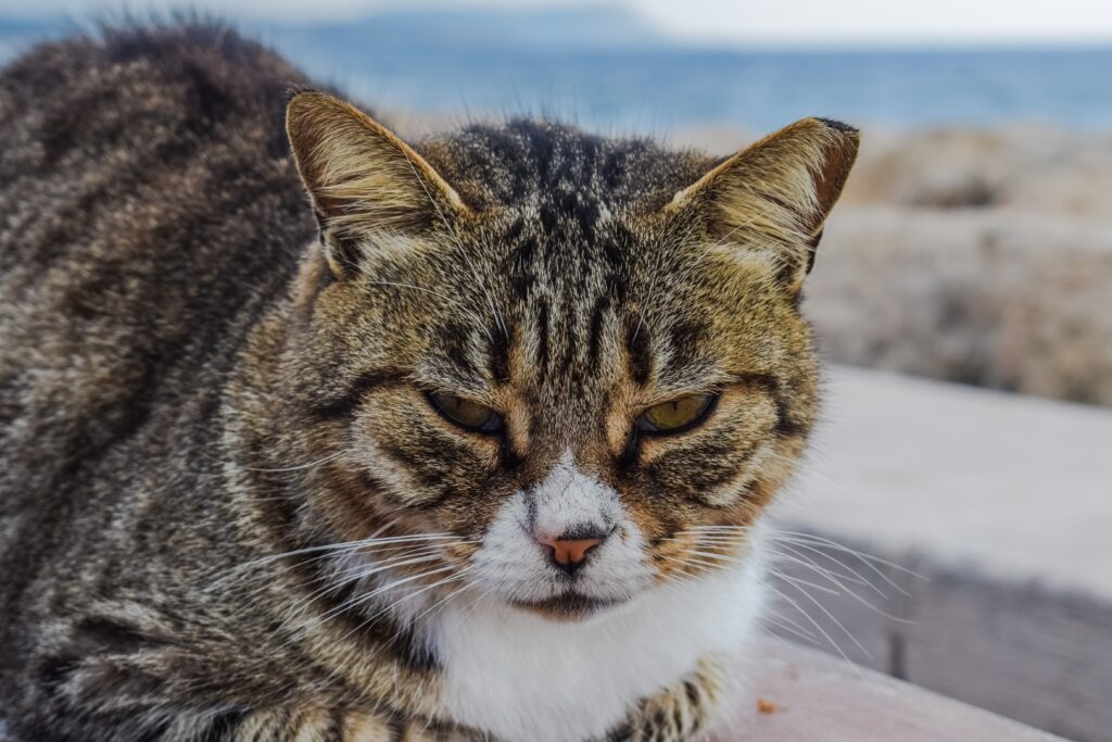 Close-Up of a Striped Cat: High-Resolution Wallpaper Background