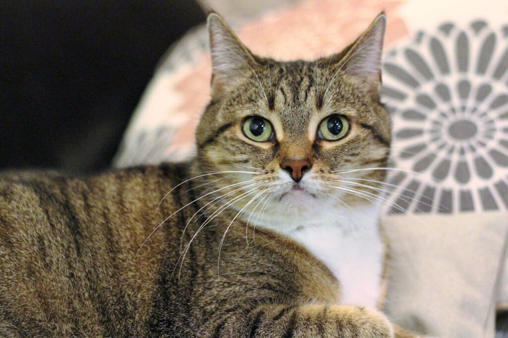 Close-Up Wallpaper: Striped Cat with Expressive Eyes and Fur Detail