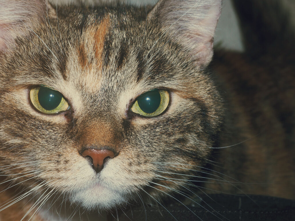 Close-Up of Striped Cat: Expressive Eyes & Detailed Muzzle Wallpaper