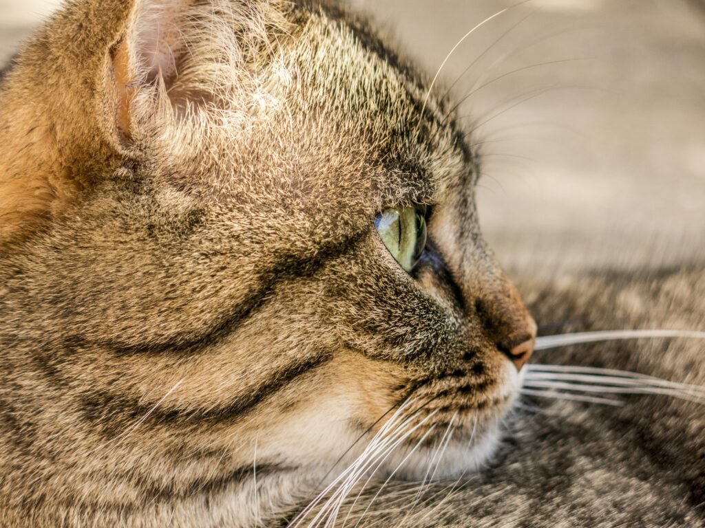 Striped Cat Close-Up: Vivid Eye & Detailed Fur Wallpaper
