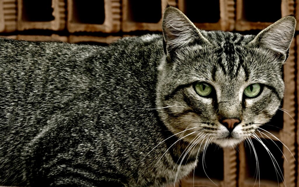 Close-Up of Striped Cat with Green Eyes Against Textured Background Wallpaper