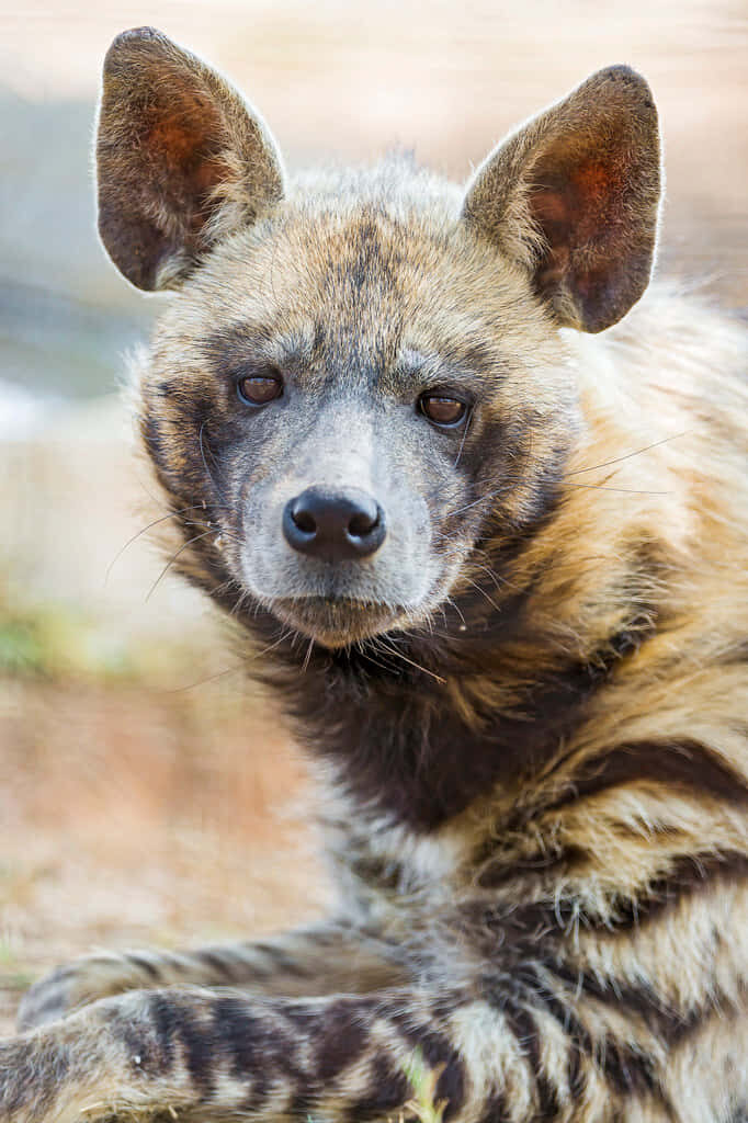 Close-Up Striped Hyena Wallpaper: Detail & Distinctive Markings