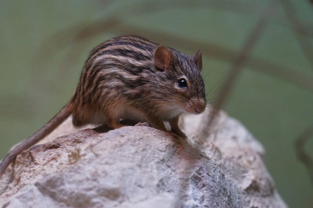 Close-Up Striped Mouse on Rock: Nature-Inspired Desktop Background Wallpaper