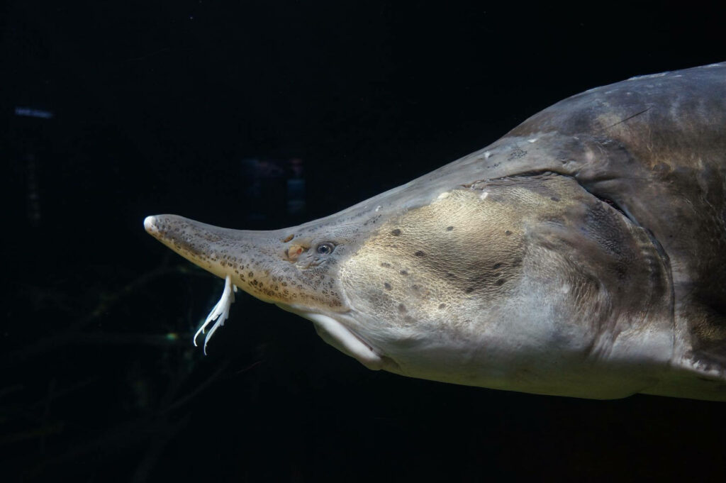 Close-Up of Sturgeon Fish: Unique Snout & Scales on Dark Background Wallpaper