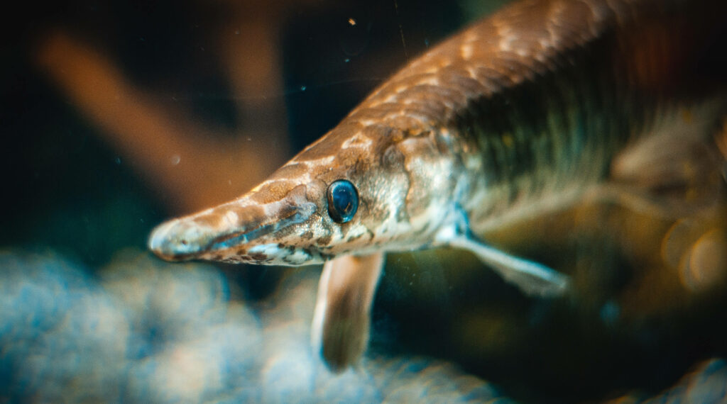 Stunning Close-Up of Sturgeon: Detailed Scales & Intimate Underwater Scene Wallpaper