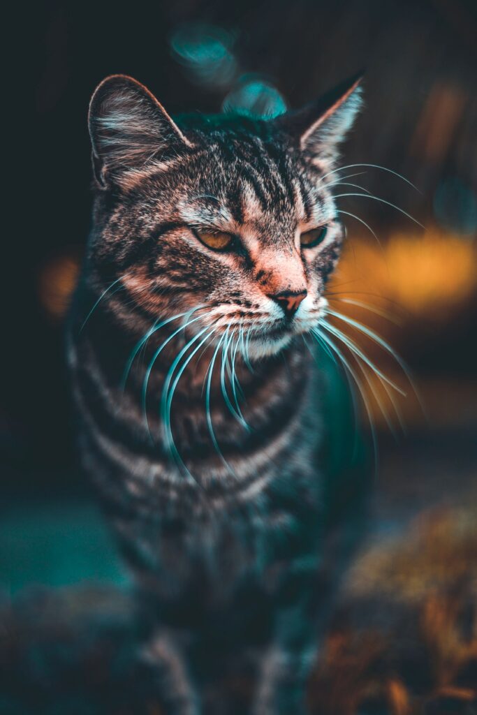 Close-Up Tabby Cat Wallpaper: Intense Gaze & Blurred Background