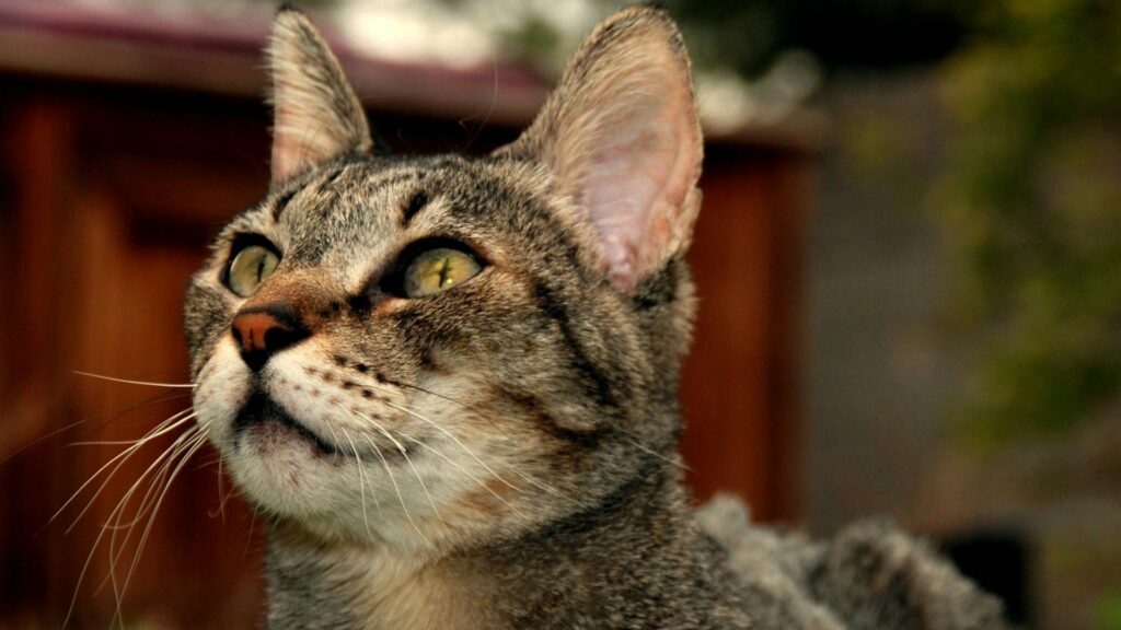 Close-Up Tabby Cat Wallpaper: Intense Curiosity & Thoughtful Expression