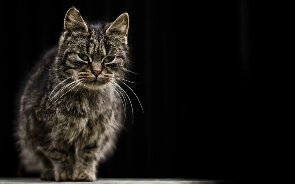 Close-Up of Wise Tabby Cat with Textured Fur on Dark Background Wallpaper