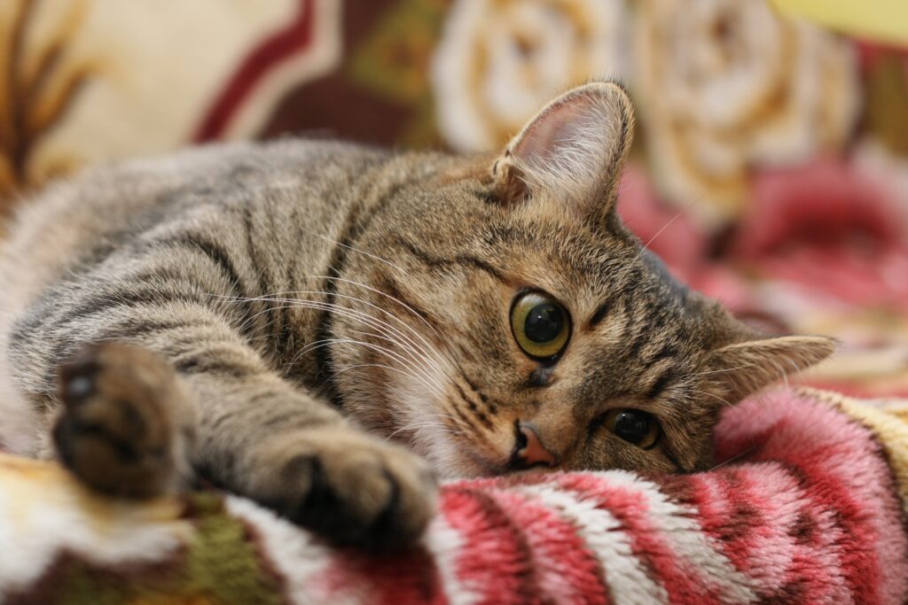 Close-Up of Relaxed Tabby Cat on Colorful Patterned Blanket Wallpaper