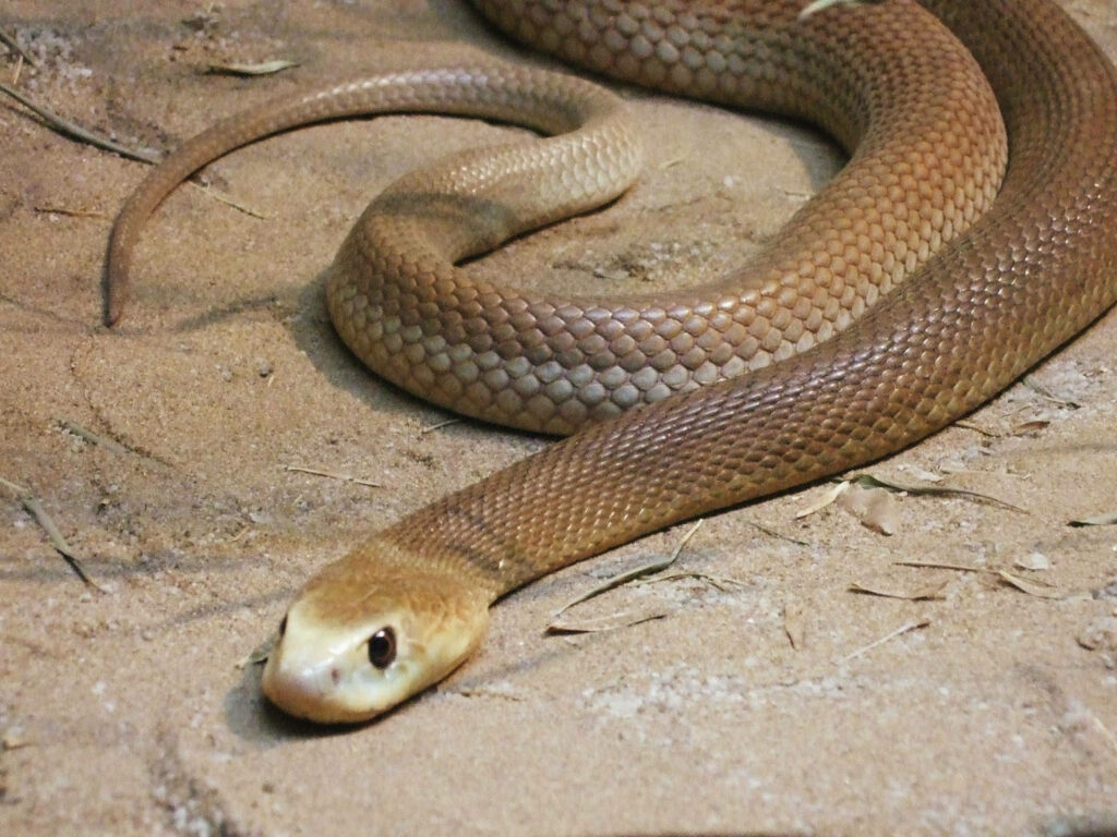 Close-Up Taipan Snake Wallpaper: Elegant Wild Beauty on Sandy Terrain