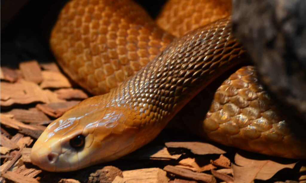 Close-Up Taipan Wallpaper: Intricate Scales on Dry Leaves